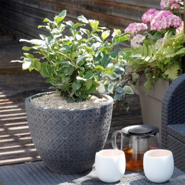 Pianta del Tè Camellia sinensis ThéOjardin