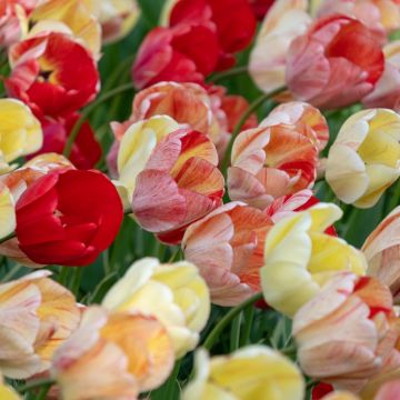 Tulipano Darwin Silver Stream