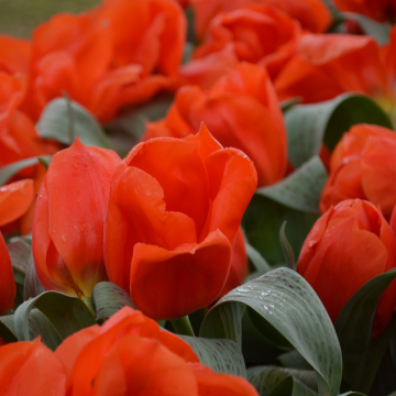 Tulipe Greigii Jules César Tulipe Greigii Jules César