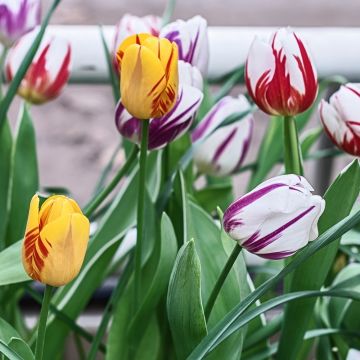 Tulipani Rembrandt in miscuglio
