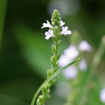 Verbena officinalis