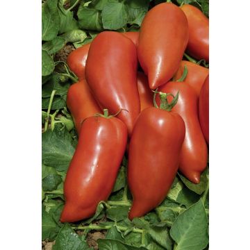 Plant de tomate Licorna F1 (type Andine Cornue) greffé Plant de tomate Licorna F1 (type Andine Cornue) greffé