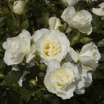 Rosier tige blanc White MEILOVE ® Meifarigou Meilland Richardier Rosier tige blanc White MEILOVE ® Meifarigou Meilland Richardier
