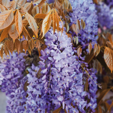 Glycine de Chine ou Wisteria sinensis Blue Line® Copper Leo Glycine de Chine ou Wisteria sinensis Blue Line® Copper Leo