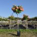Rosier tige en pot de 6L