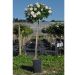 Rosier demi-tige en pot de 6L