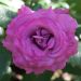 Rosa CLAUDE BRASSEUR ® Meibriacus