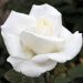 Rosa METROPOLITAN ® Meifaissel