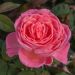 Rosa LIV TYLER ® Meibacus