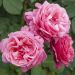 Rosa ad alberello LINE RENAUD ® Meiclusif  - 160/170 cm Grandi Fiori