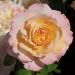 Rosa VIRNA LISI ® (Pierre Tchernia ®) Meimouvie