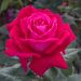 Rosa ELEGANCE ® Française Meithatie
