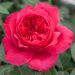 Rosa RUBAN ROUGE ® Meiprehmyr
