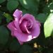Rosa Charles de Gaulle ® Meilanein