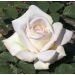 Rosa ad alberello JARDINS DE BAGATELLE ® Meimafris  - 160/170 cm Grandi Fiori