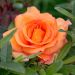 Rosa Louis de Funès ® Meirestif