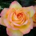 Rosa ad alberello GIOIA (Mme A. Meilland o Peace)  - 160/170 cm Grandi Fiori