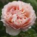 Rosier Princesse Charlène de Monaco ® Meidysouk