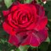 Rosa Jubilé PAPA MEILLAND ® Meiceazar