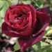 Rosa rampicante Papa Meilland ® Meisarsar