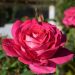 Rosa Velasquez ® Meimirtylus