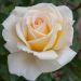 Le rosier CHRISTOPHE DECHAVANNE ® Meibarbaru