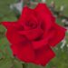 Rosa VICTOR HUGO ® Meivestal