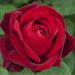 Rosa EDITH PIAF ® Meiramboys