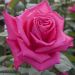 Rosa ad alberello LOLITA LEMPICKA ® Meizincaro  - 160/170 cm Grandi Fiori
