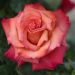 Rosa rampicante CRISTOFORO COLOMBO ® Meironssesar