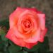 Rosa CRISTOFORO COLOMBO ® Meironsse
