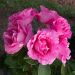 Rosa The Mc Cartney Rose ® Meizeli