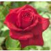 Rosa JACQUES PREVERT ® Meimouslin