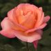 Rosa Jazz Festival ® Meizizany