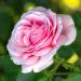 Rosa Frederic Mistral ® Meitebros