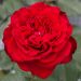 Rosa TRAVIATA ® Meilavio