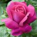 Rosa CAPRICE DE MEILLAND ® Meisionver