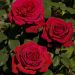 Rosa alberello BOTERO ® Meiafone  - 160/170 cm Grandi Fiori