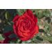 Rosa CHORUS ® Meijulita
