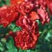Rosa MATTHIAS MEILLAND ® Meifolio