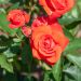 Rosier Orange Sensation