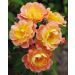 Rosa Bal Musette ® Meilobiss