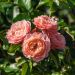 Rosa Marie Curie ® Meilomit