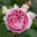 Rosa SOPHIA ROMANTICA ® Meisselpier