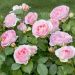 Rosa SOPHIA ROMANTICA ® Meisselpier in vaso da 3L