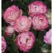 Rosa Acropolis ® Meicrado