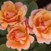 Rosa ad alberello Tequila ® Meipomolo