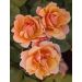 Rosier Tige Tequila ® Meipomolo