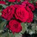 Rosa NICCOLO PAGANINI ® Meicairma