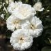 Rosa CARTE BLANCHE ® Meibarum